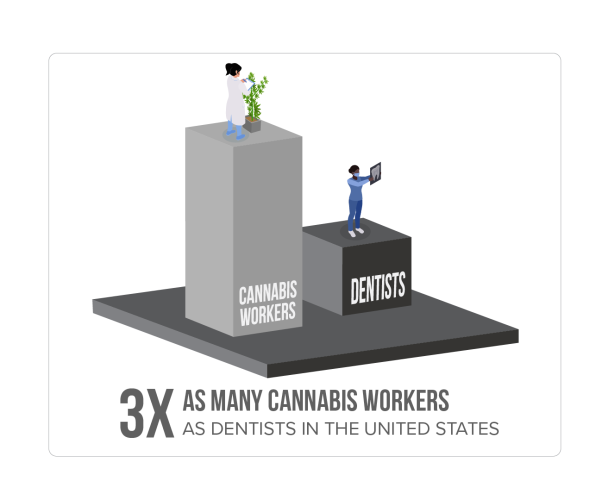 3x As many cannabis workers as dentists in the United States